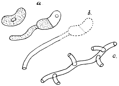 Fig. 34. Kiemende spoor van het Judasoor: Hirneóla Aurícula Júdae.