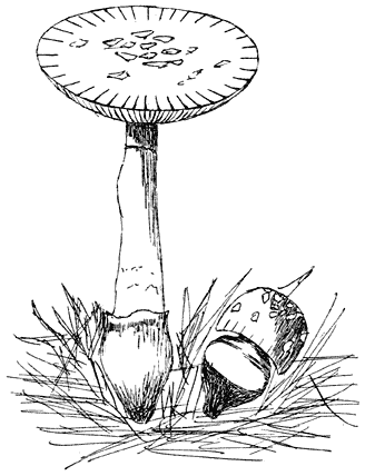 Fig. 46. Amaníta junqúillea. (Gele amaniet.)