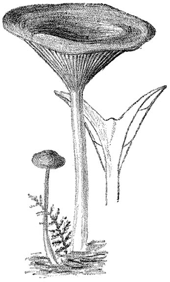 Fig. 50. Clitócybe infundibulifórmis. (Slanke trechterzwam).