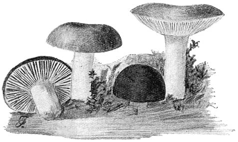 Fig. 54. Rússula rúbra. (Vuurroode Russula.)