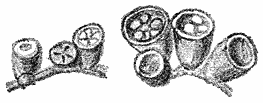 Fig. 84. Crucíbulum vulgáre. (Vogelnestjeszwam).