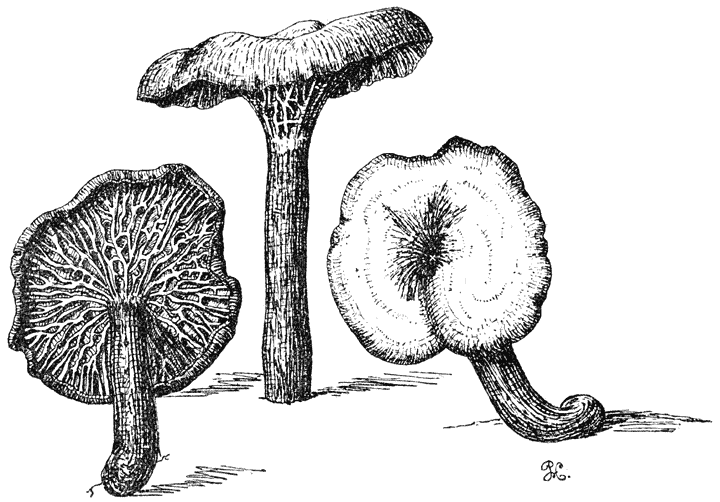 Fig. 88. Cantharéllus infundibulifórmis (Trechtertje).