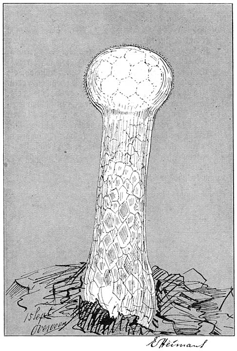 Fig. 99. Lycopérdon excipulifórme. (Hooge stuifzwam.)