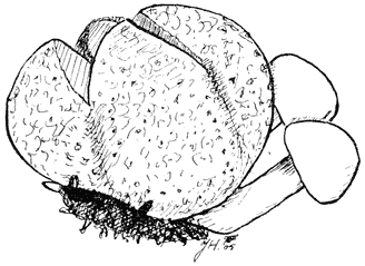 Fig. 101. Sclerodérma vulgáre met Bolétus parasíticus.