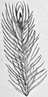 Twig of the Black Spruce Fir