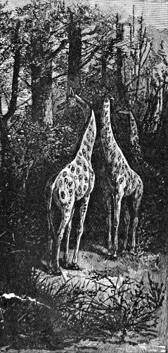 Three giraffes by a stand of trees