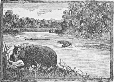 Hippopotamus on a river bank, another in the river