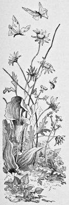 Drawing of the Jack-in-the-Pulpit plant