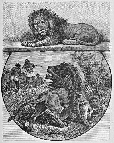 Above: Lion at rest. Below: Lion being hunted.