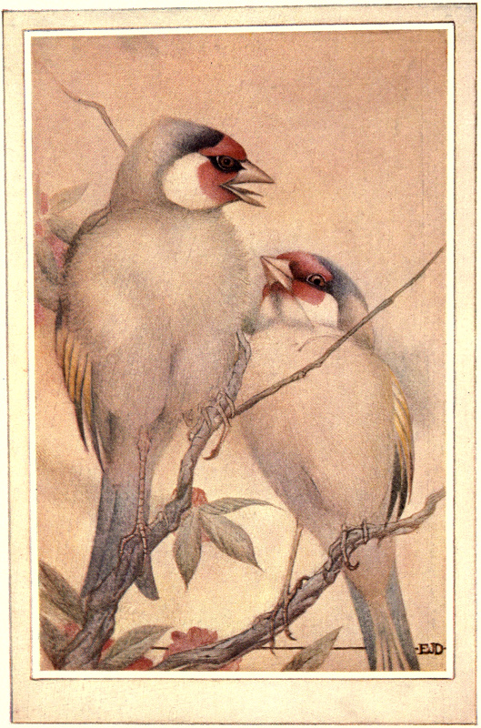 THE CAPTIVE GOLDFINCH