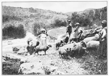 Image unavailable: SOME OF THE SHEEP HAD VERY LONG CURLY HORNS