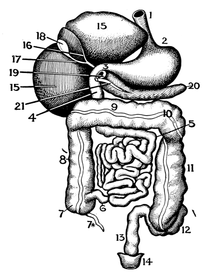 Image unavailable: The Digestive Organs.  (Viewed from the front.)