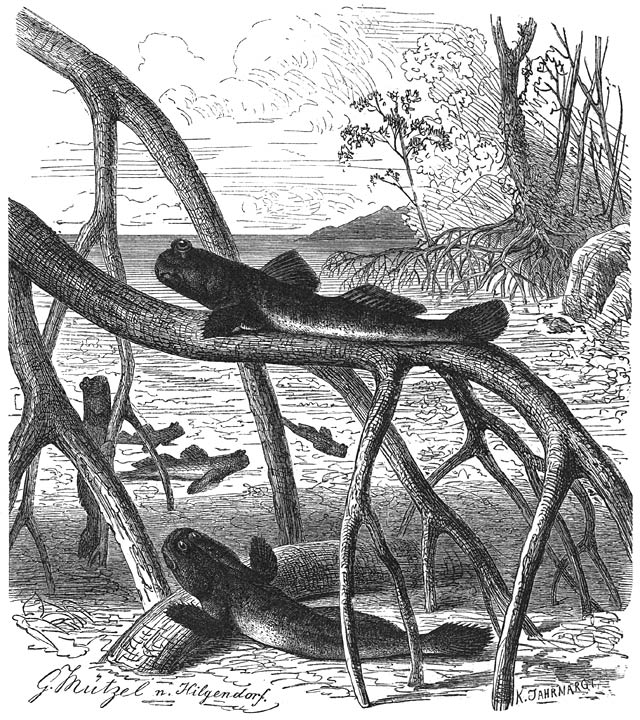 Slijkspringer (Periophthalmus Koelreuteri). ⅖ v. d. ware grootte.
