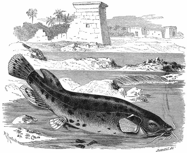 Beefvisch (Malapterurus electricus). ¼ v. d. ware grootte.