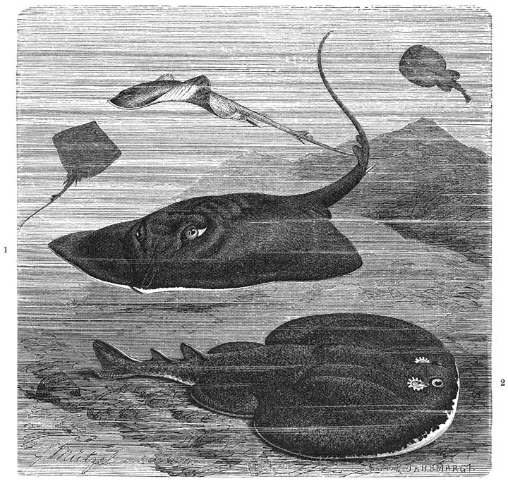 1) Pijlstaartrog (Trygon pastinaca; ten onrechte draagt de staart in deze afbeelding 2 rugvinnen en ontspringt de stekel aan de onderzijde in plaats van aan de bovenzijde).—2) Trilrog (Torpedo marmorata). ​1⁄15​ v. d. ware grootte.