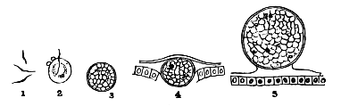 FIG. 2.—VARIOUS STAGES WHICH THE PARASITE OF THE ÆSTIVO-AUTUMNAL FEVER, HÆMOMENAS PRÆCOX (ROSS), PASSES THROUGH IN THE BODY OF THE MOSQUITO ANOPHELES. MAGNIFIED 2,000 TIMES. AFTER ROSS AND FIELDING-OULD.  No. 1, Flagella or spermatozoa from male gametocyte (see Fig. 1 above); No. 2, flagellum or spermatozoön entering and fertilizing the female gametocyte; No. 3, the fertilized cell or zygote; Nos. 1, 2, 3, are found in the blood in the stomach of the Anopheles; No. 4, the fertilized cell piercing the wall of the stomach of the mosquito to come to rest at No. 5, between the epithelial lining of the stomach and the muscular sheath.  To face page 136.  