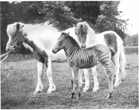 TUNDRA (AN ICELAND PONY), HER FOAL, CIRCUS GIRL (BORN 1898), AND HER HYBRID-FOAL, SIR JOHN (BY MATOPO), WHEN A MONTH OLD (BORN 1899). To face page 86.