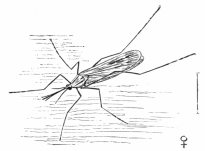 ANOPHELES MACULIPENNIS.  FEMALE.  To face page 146.  