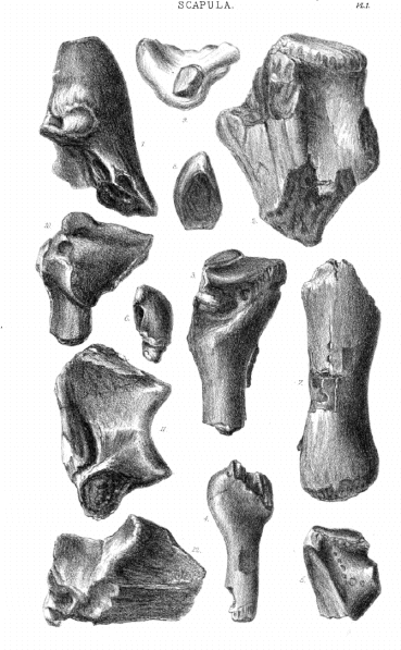 SCAPULA Pl. 1.