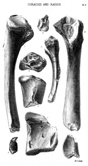 CORACOID AND RADIUS Pl. 2.