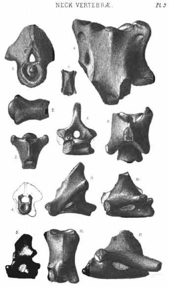 NECK VERTEBRÆ Pl. 9.