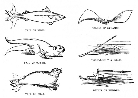 Image unavailable: TAIL OF FISH.  SCREW OF STEAMER.  TAIL OF OTTER.  “SCULLING” A BOAT.  TAIL OF SEAL.  ACTION OF RUDDER.