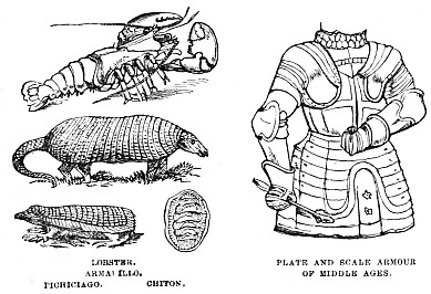 Image unavailable: LOBSTER. ARMADILLO. PICHICIAGO.      CHITON.  PLATE AND SCALE ARMOUR OF MIDDLE AGES.