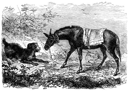 Dog and mule