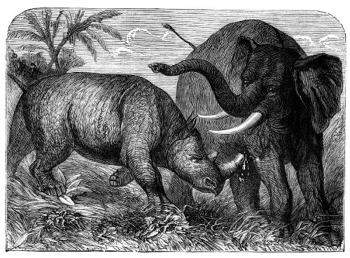 Elephant and rhinoceros