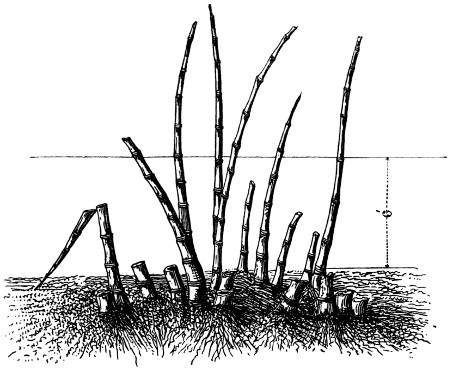 bamboo snag