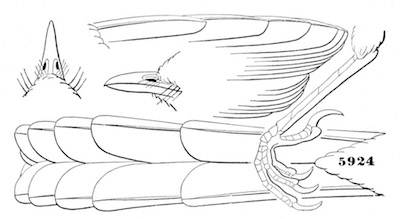 Chamæa fasciata