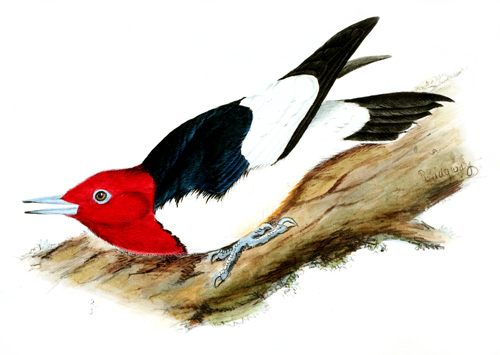 Illustration: Red-headed woodpecker
