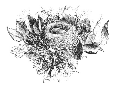 Illustration: Bird nest with eggs