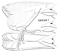 Illustration: Embernagra rufivirgata, Lawr.