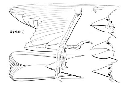 Illustration: Calamospiza bicolor