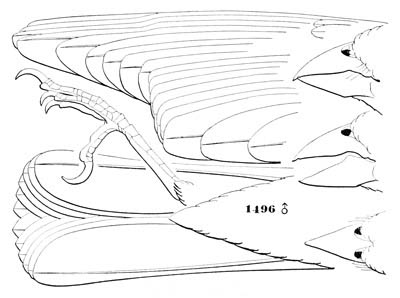 Illustration: Hedymeles melanocephalus