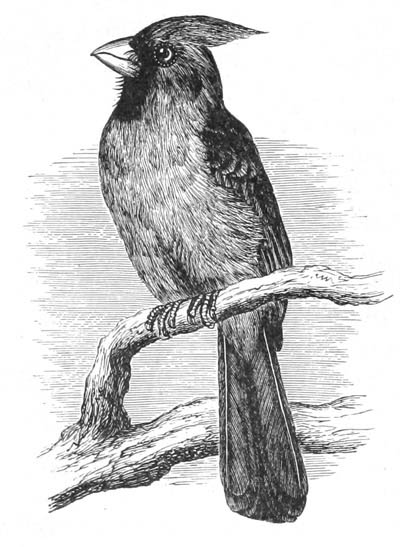 Illustration: Cardinalis virginianus