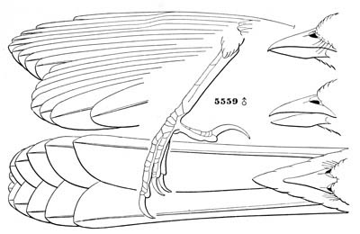 Illustration: Pipilo fuscus, variation crissalis.