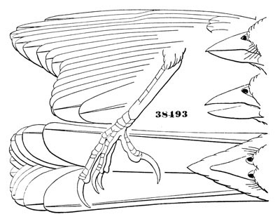 Illustration: Pipilo chlorurus
