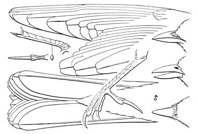 Illustration: Eremophila alpestris
