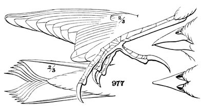 Illustration: Dolichonyx oryzivorus.