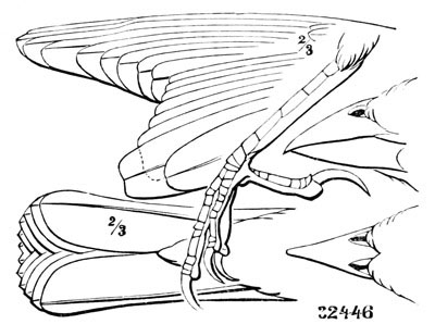 Illustration: Molothrus pecoris