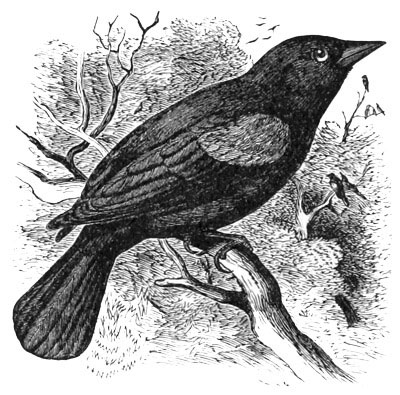 Illustration: Agelaius phœniceus