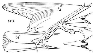 Illustration: Xanthocephalus icterocephalus