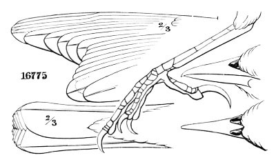 Illustration: Scolecophagus ferrugineus