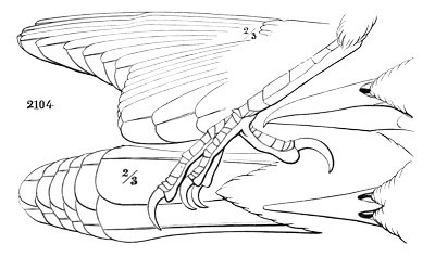 Illustration: Quiscalus purpureus