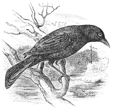 Illustration: Quiscalus purpureus.