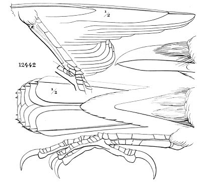 Illustration: Corvus carnivorus