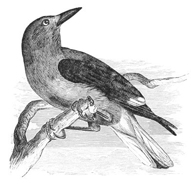 Illustration: Picicorvus columbianus