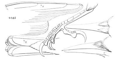 Illustration: Picicorvus columbianus